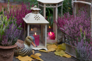 Autumnal garden Still life with lanterns and winter heather on wooden floor Autumnal garden Still life with lanterns and winter heather on wooden floor